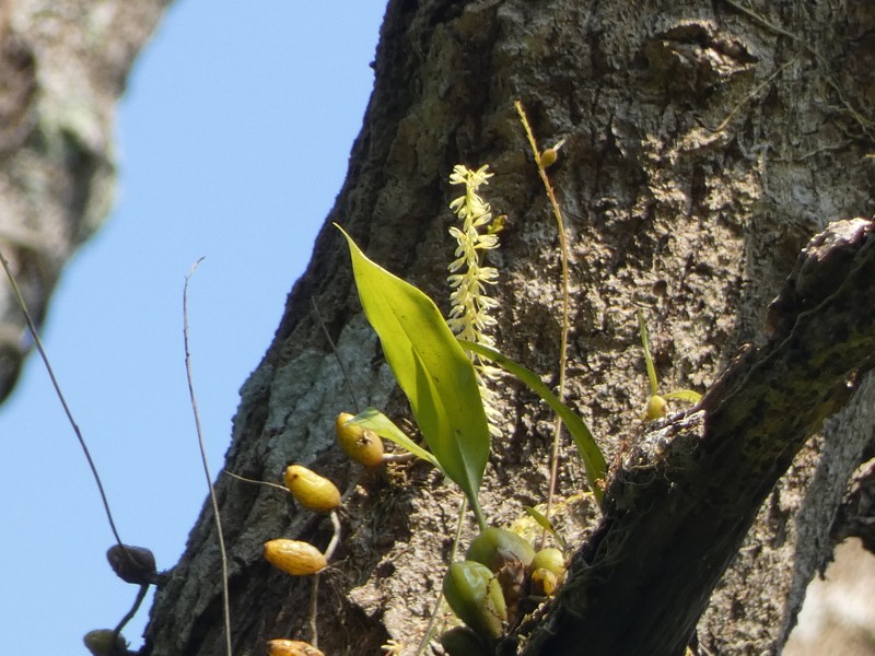 Bulbophyllum suavissimum photo 8