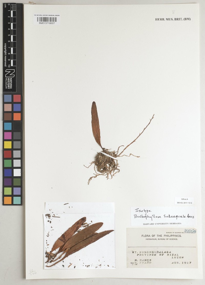 Bulbophyllum subaequale