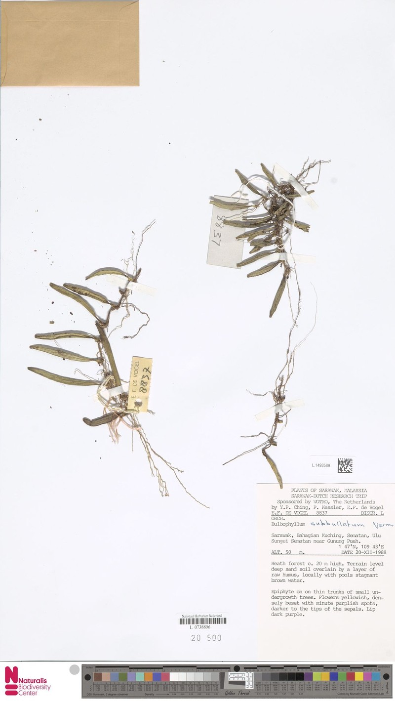 Bulbophyllum subbullatum