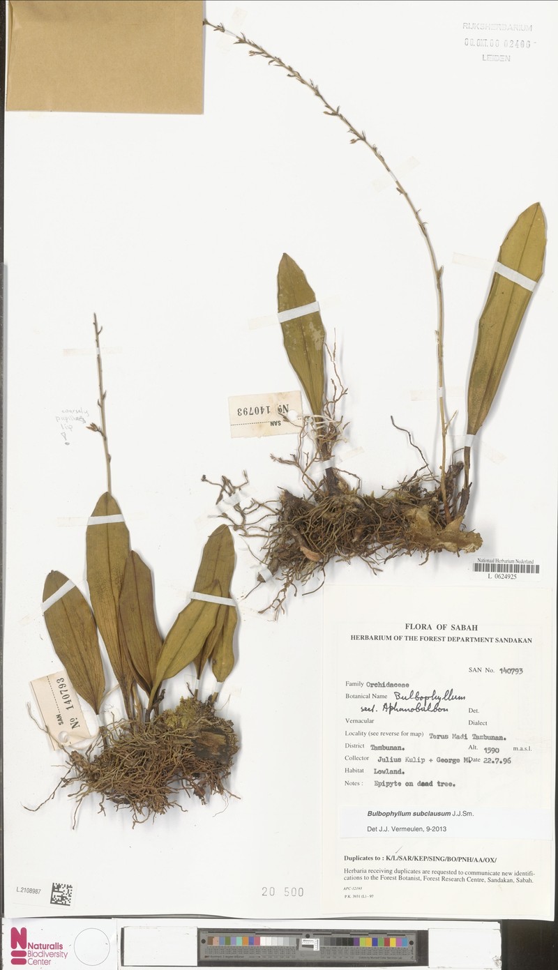 Bulbophyllum subclausum