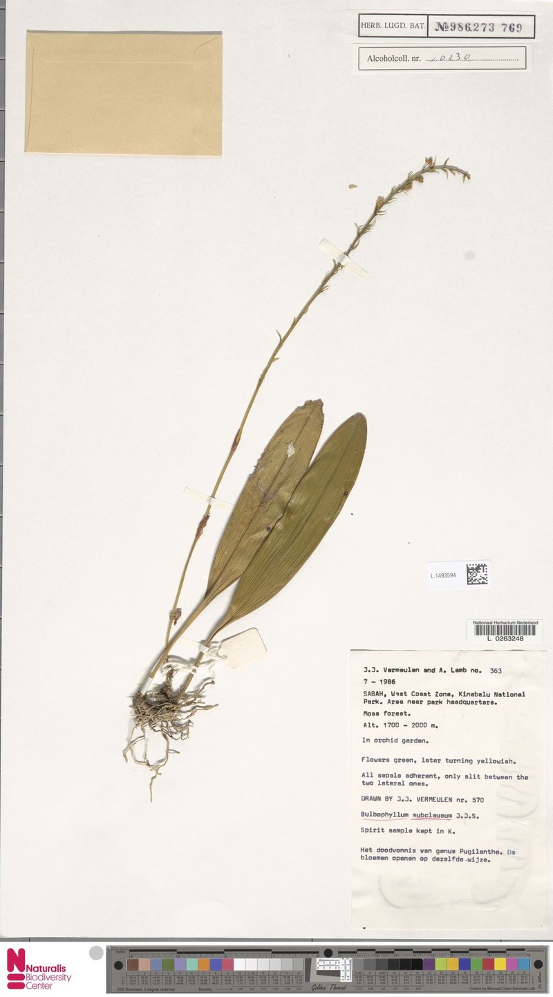 Bulbophyllum subclausum photo 2