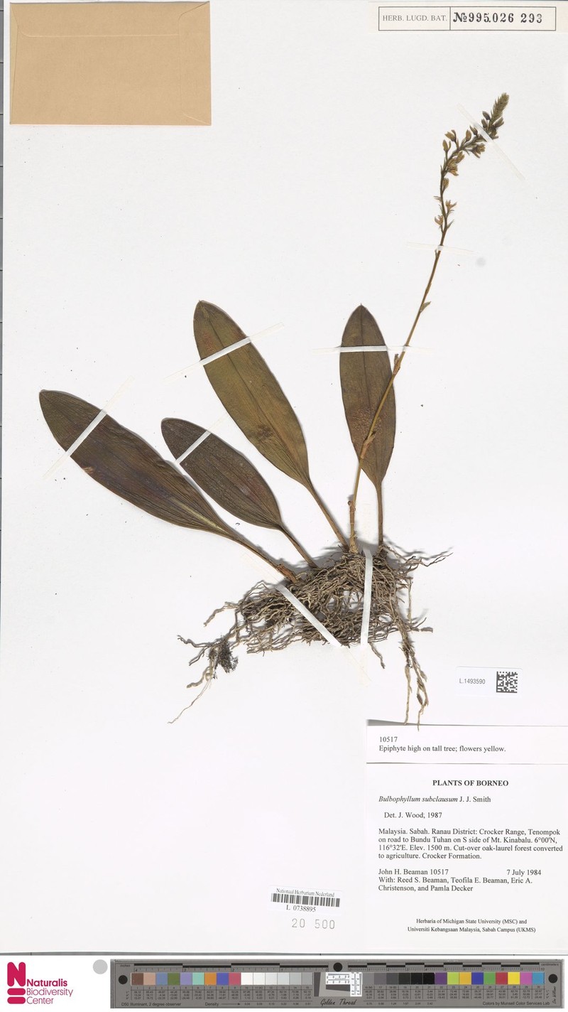 Bulbophyllum subclausum photo 3
