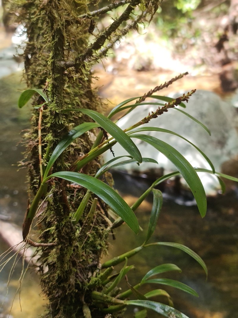 Bulbophyllum subclavatum