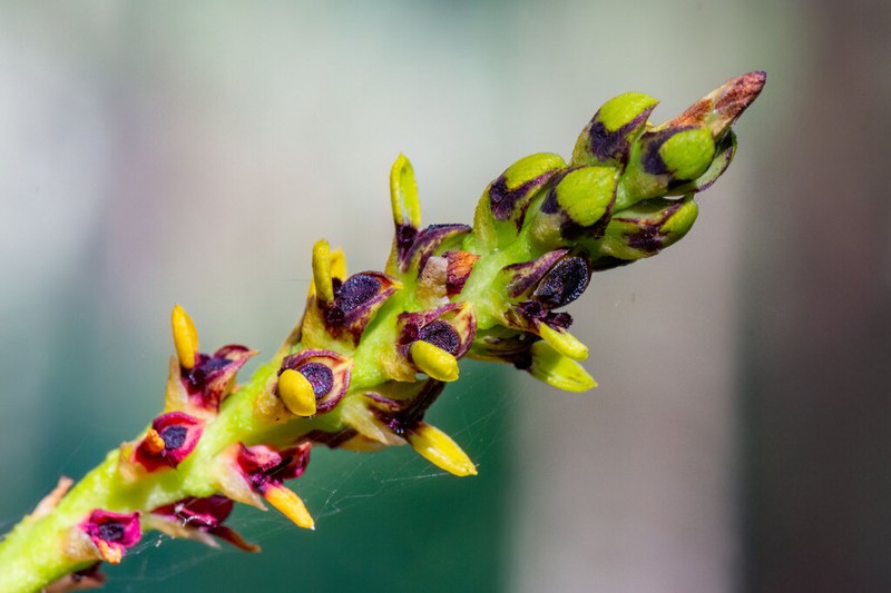 Bulbophyllum subclavatum photo 2