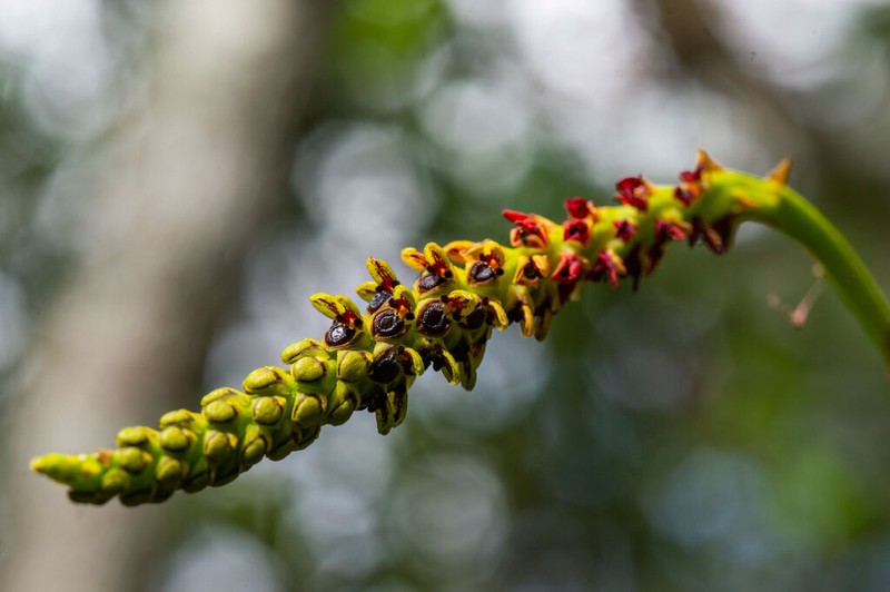 Bulbophyllum subclavatum photo 3