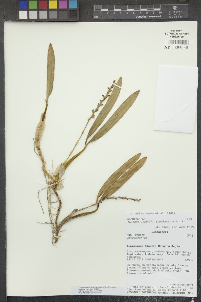 Bulbophyllum subclavatum photo 4