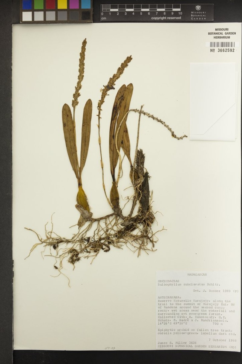 Bulbophyllum subclavatum photo 5