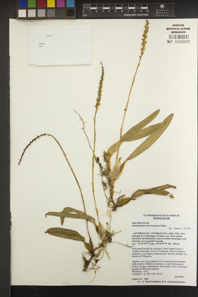 Bulbophyllum subcrenulatum photo 2