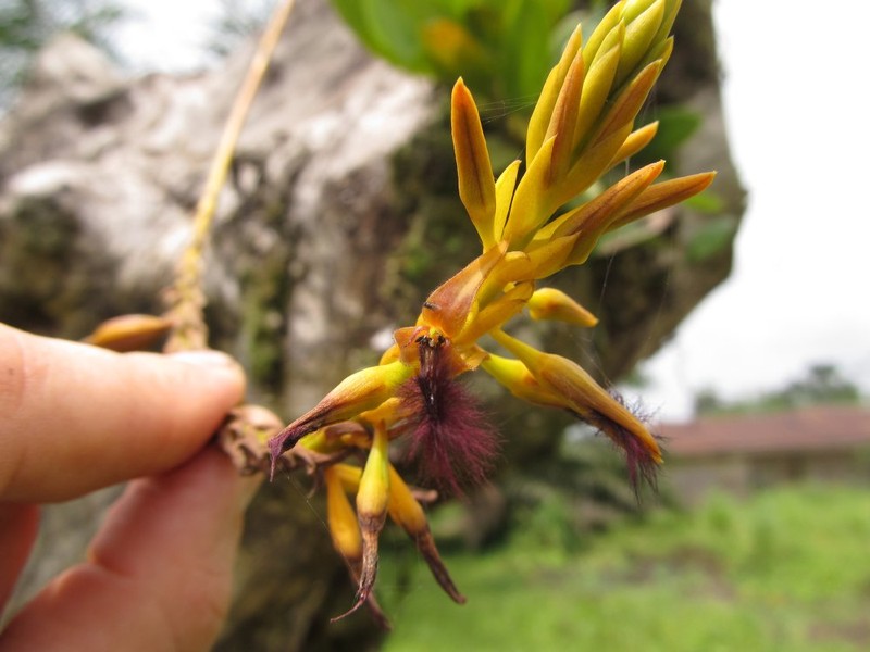 Bulbophyllum subligaculiferum