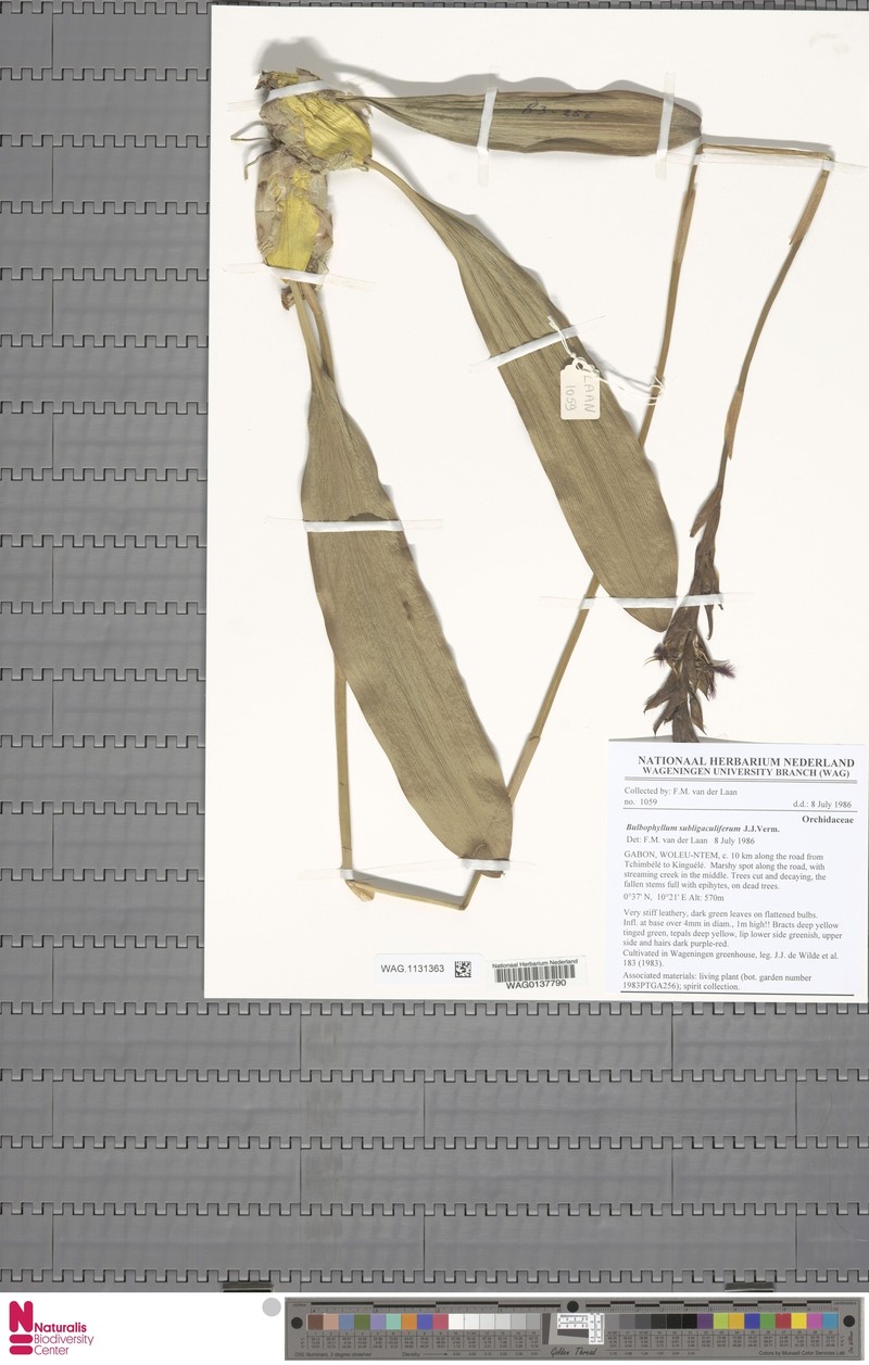 Bulbophyllum subligaculiferum photo 2
