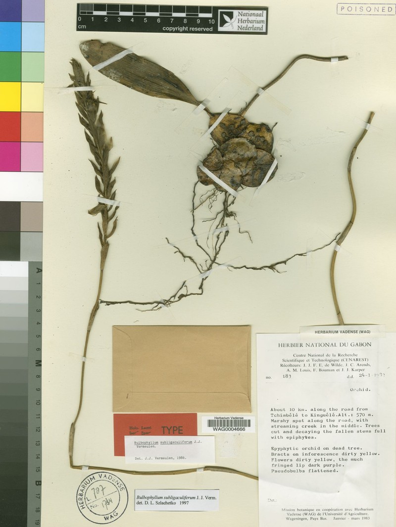 Bulbophyllum subligaculiferum photo 3