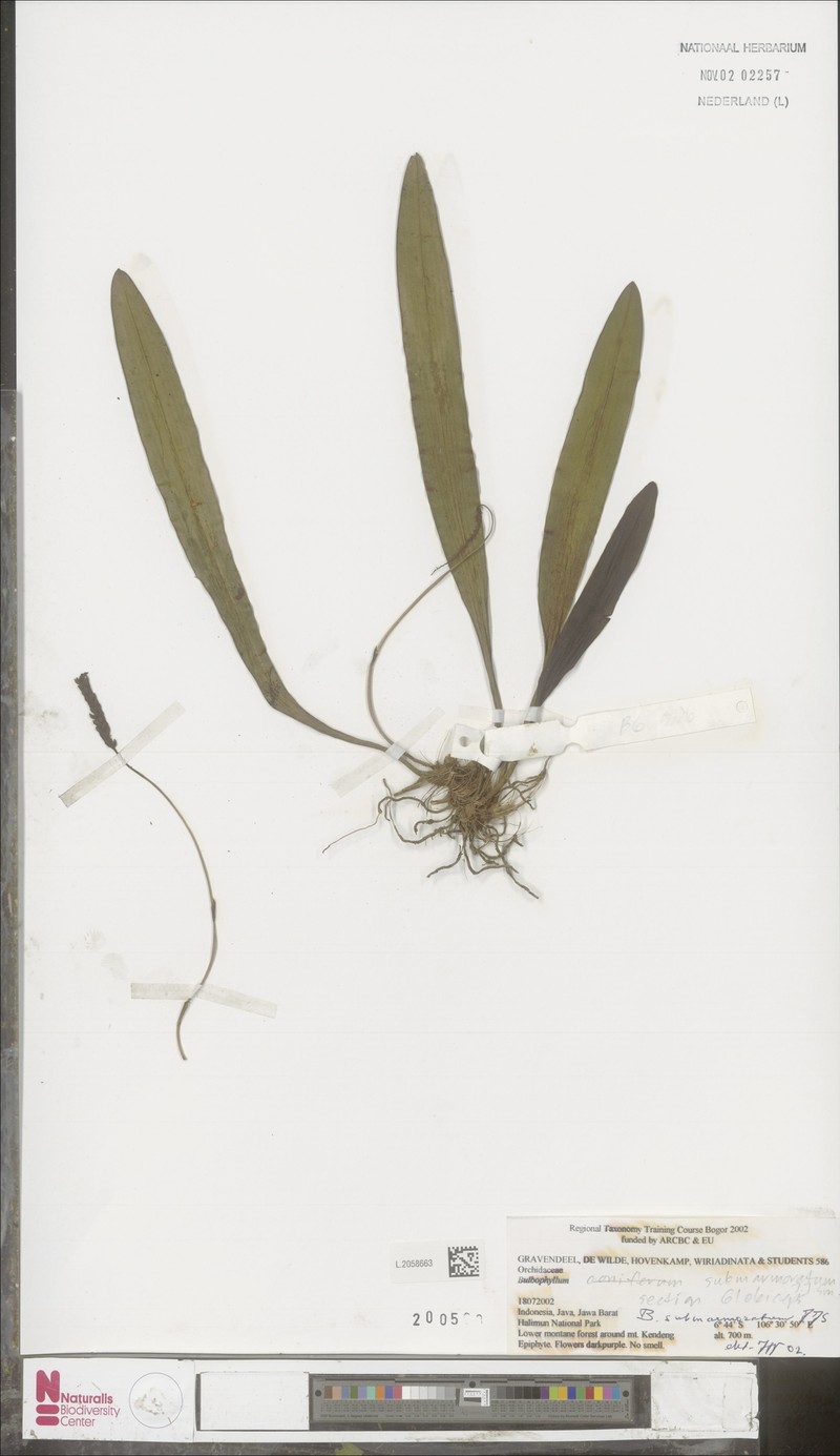 Bulbophyllum submarmoratum
