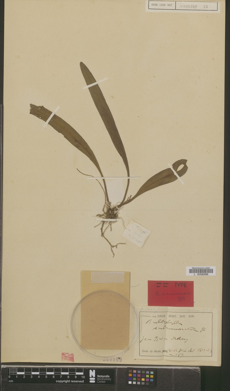 Bulbophyllum submarmoratum photo 2