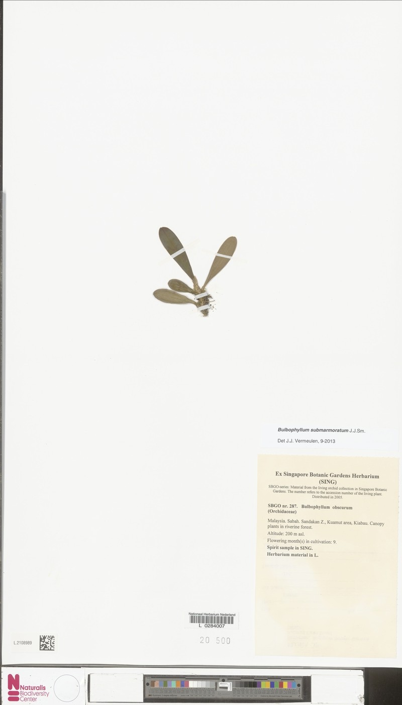 Bulbophyllum submarmoratum photo 3