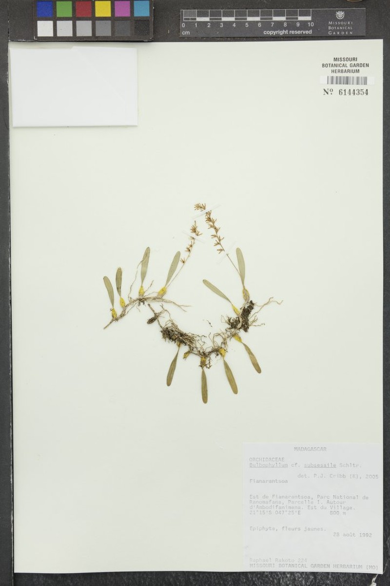 Bulbophyllum subsessile