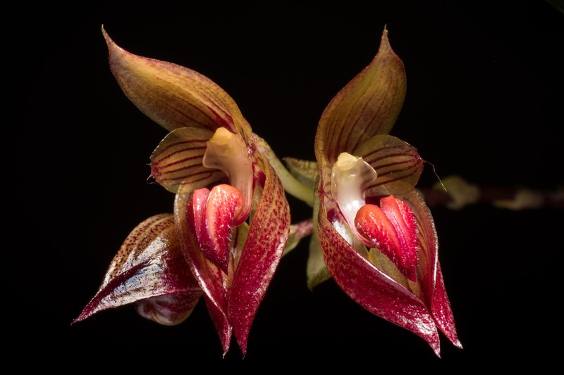 Bulbophyllum subumbellatum