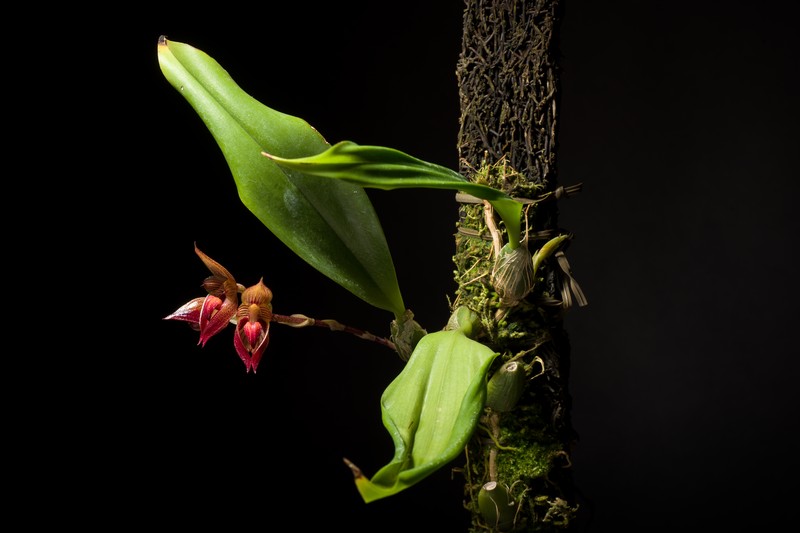 Bulbophyllum subumbellatum photo 2