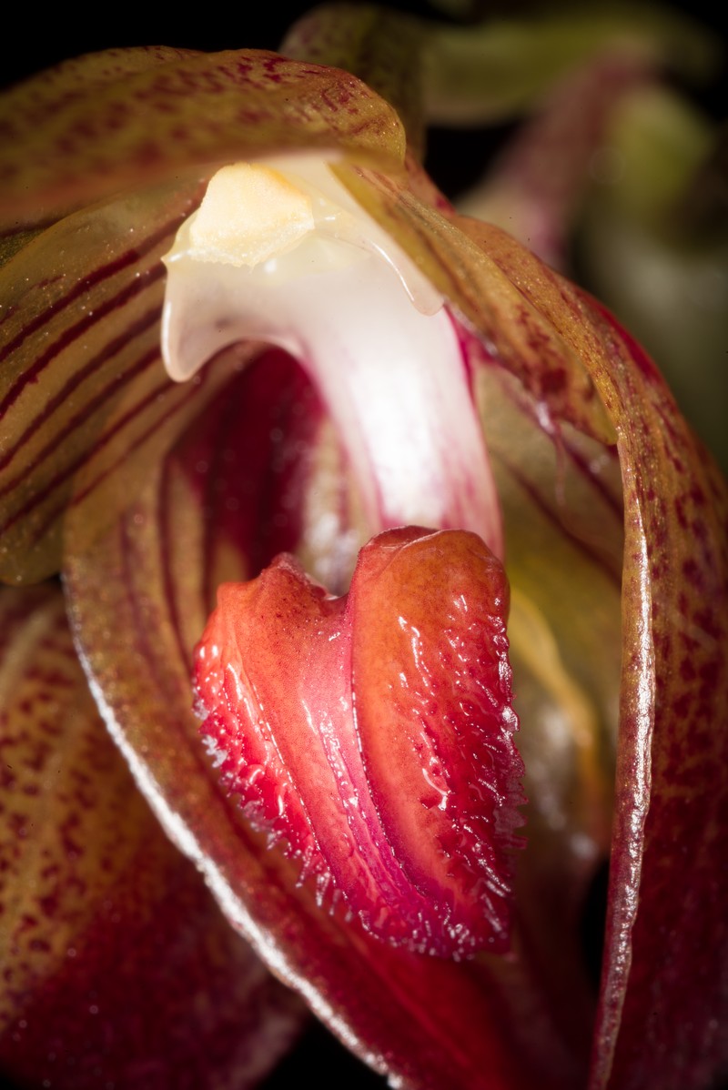 Bulbophyllum subumbellatum photo 3