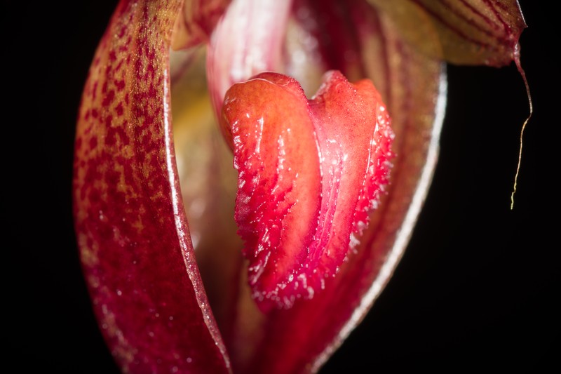 Bulbophyllum subumbellatum photo 4