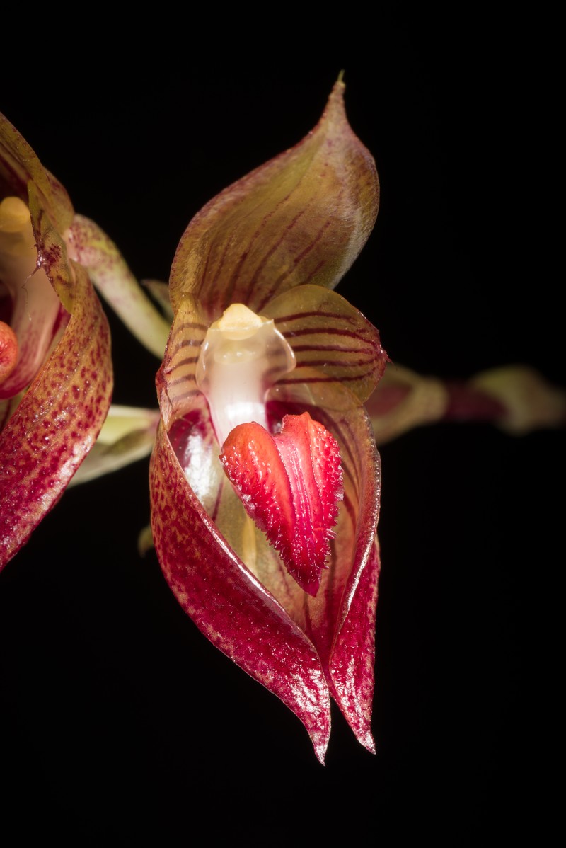 Bulbophyllum subumbellatum photo 5