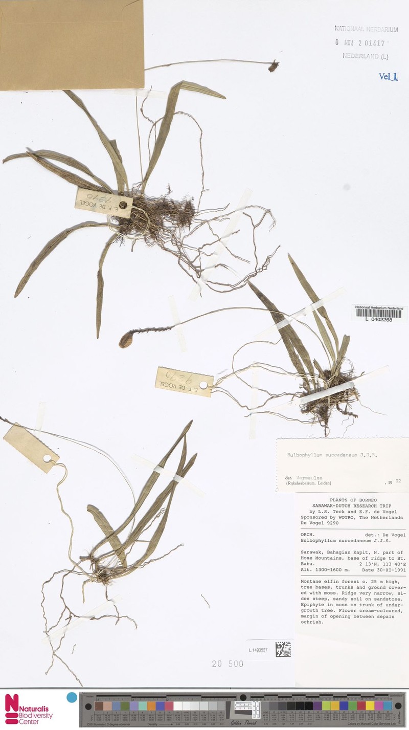 Bulbophyllum succedaneum