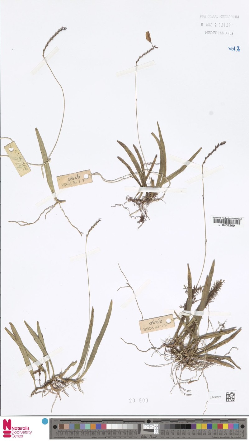 Bulbophyllum succedaneum photo 2