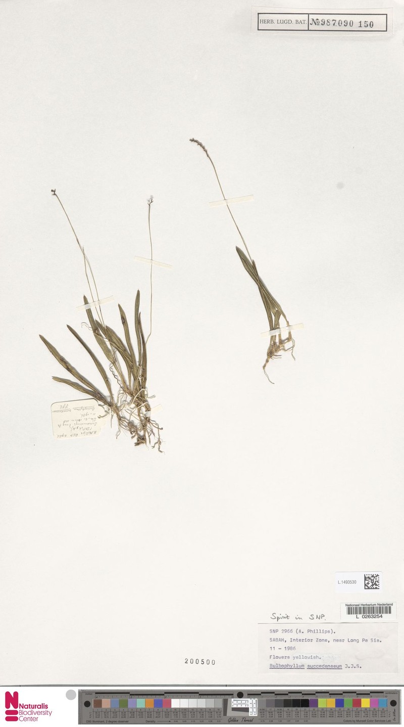 Bulbophyllum succedaneum photo 3