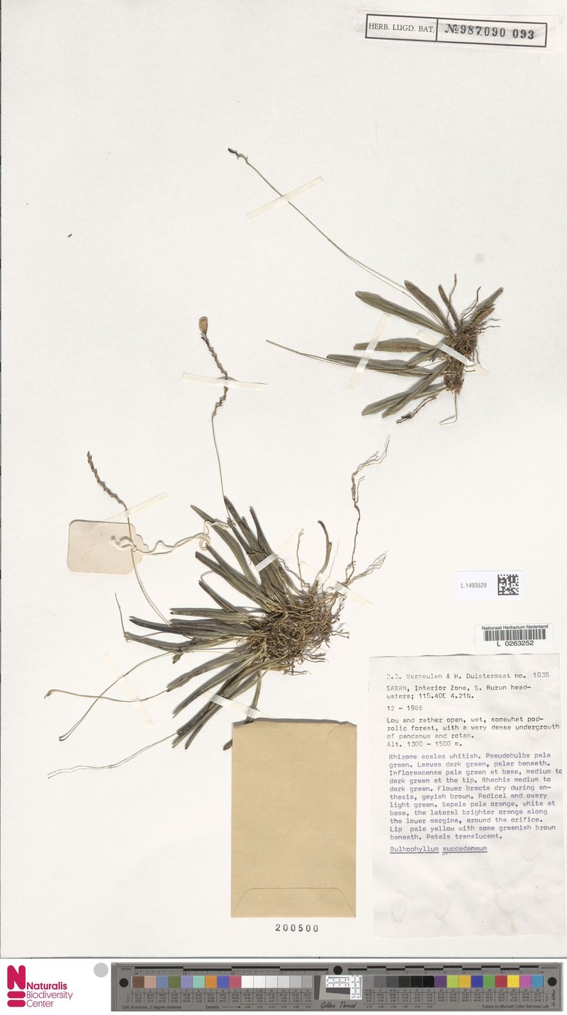 Bulbophyllum succedaneum photo 4
