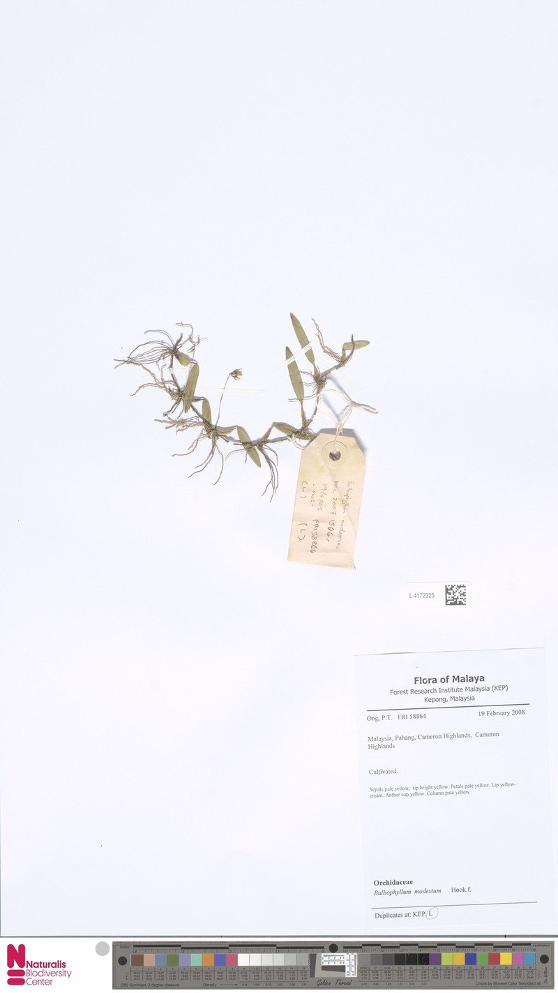 Bulbophyllum sulcatum