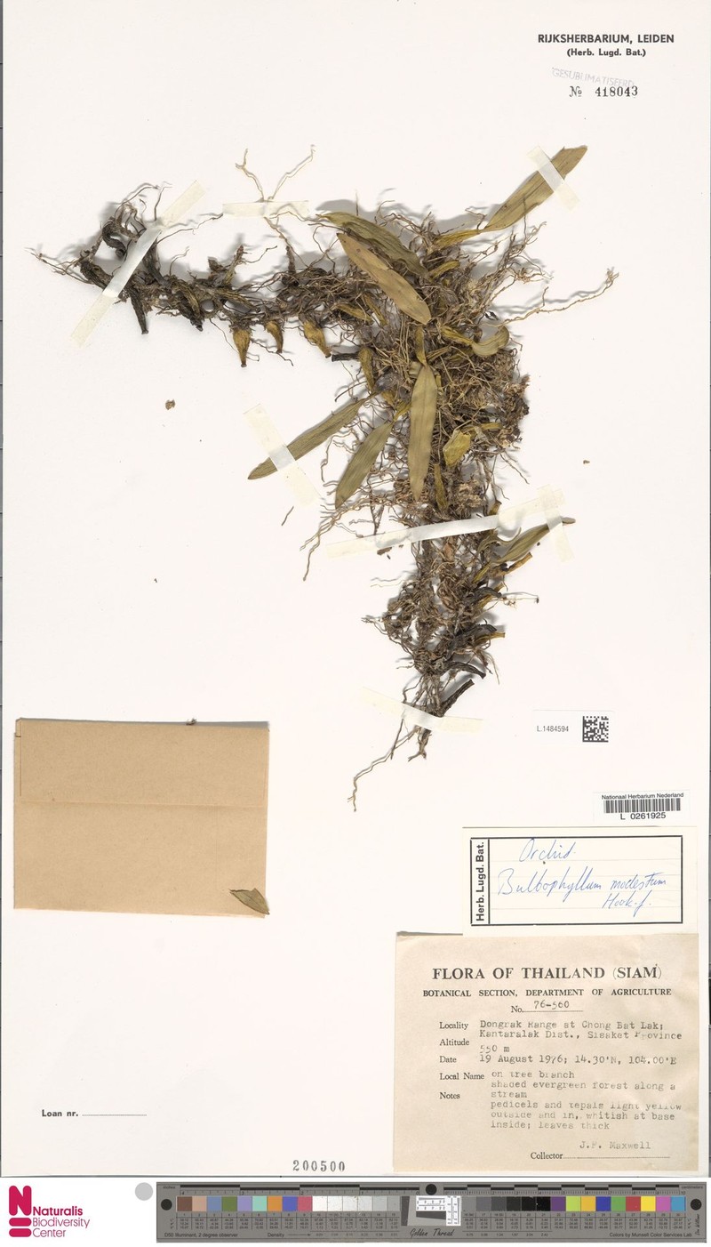 Bulbophyllum sulcatum photo 2
