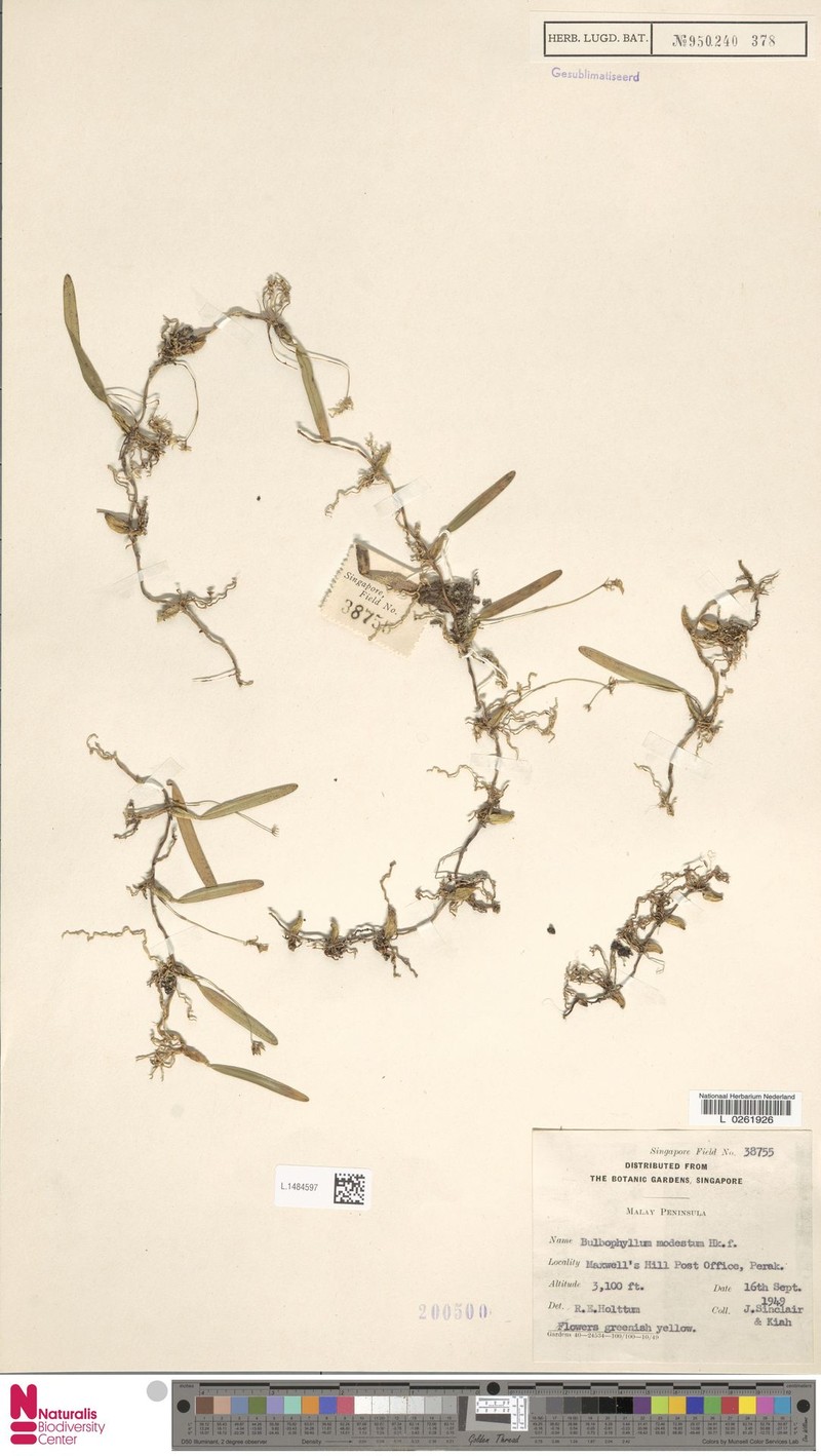 Bulbophyllum sulcatum photo 3