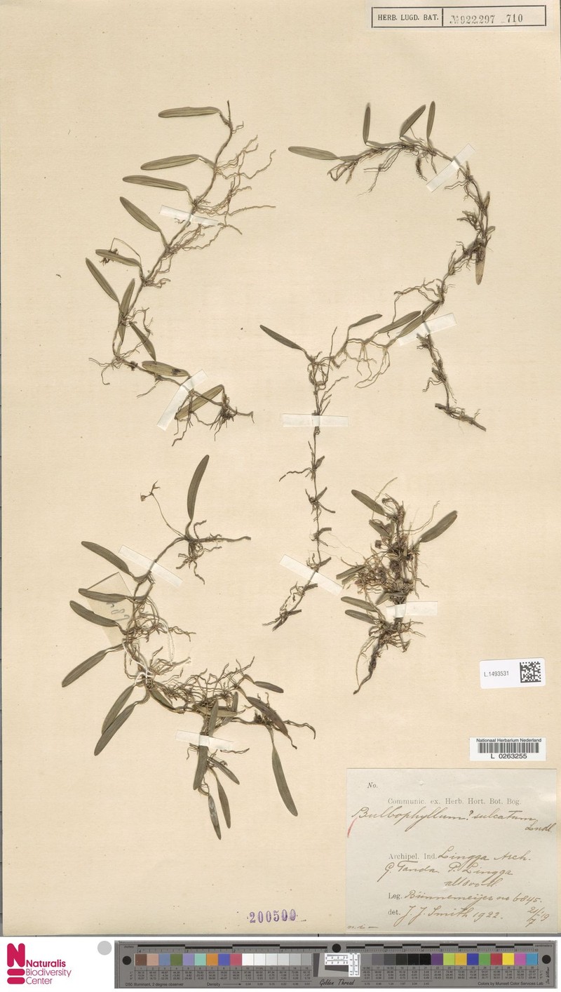 Bulbophyllum sulcatum photo 4