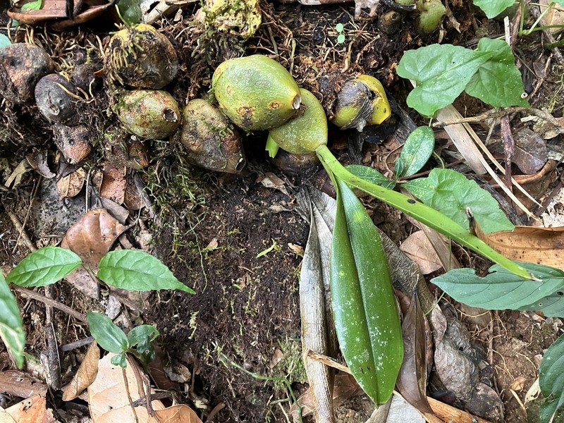 Bulbophyllum sulfureum