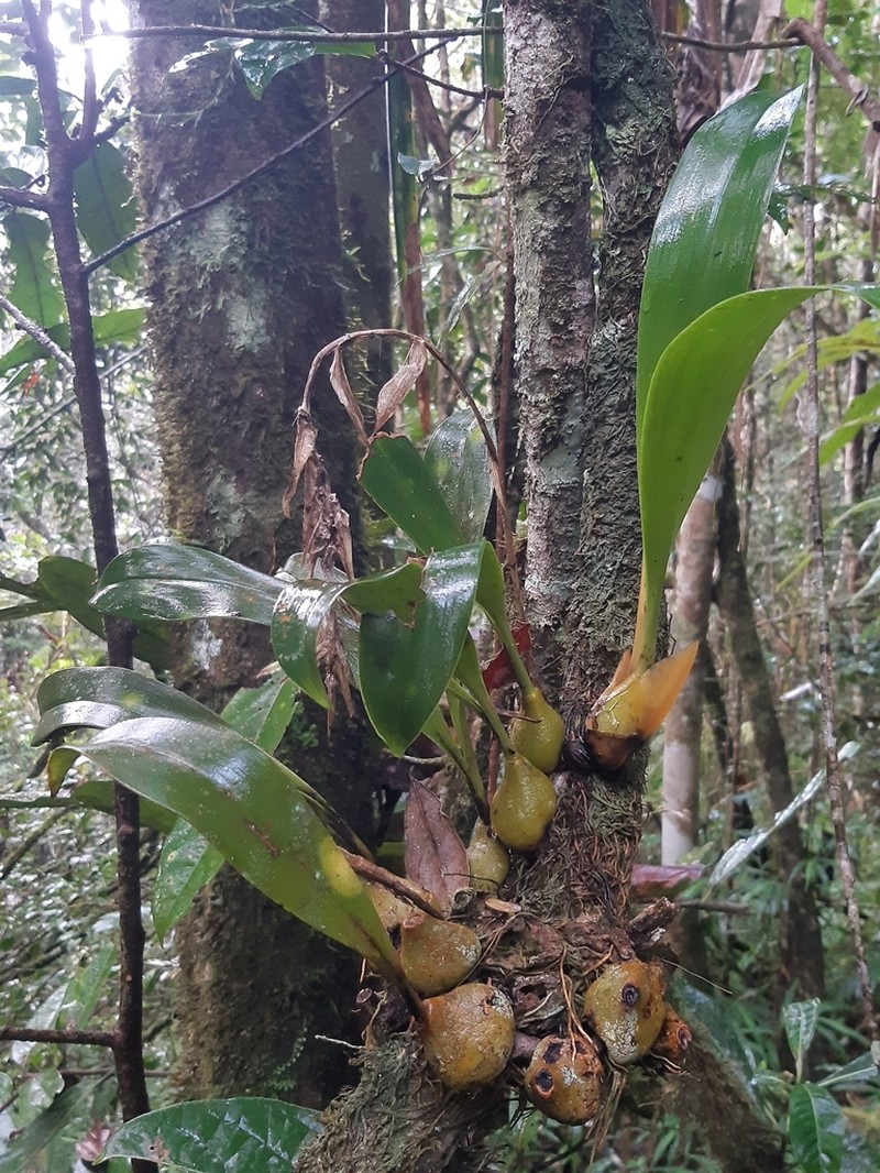 Bulbophyllum sulfureum photo 2