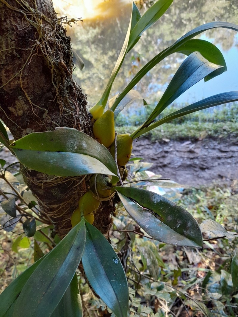 Bulbophyllum sulfureum photo 3
