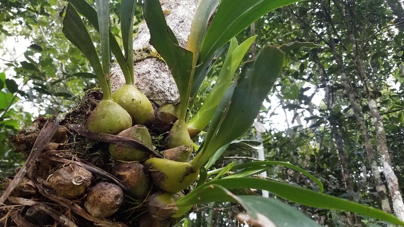 Bulbophyllum sulfureum photo 4