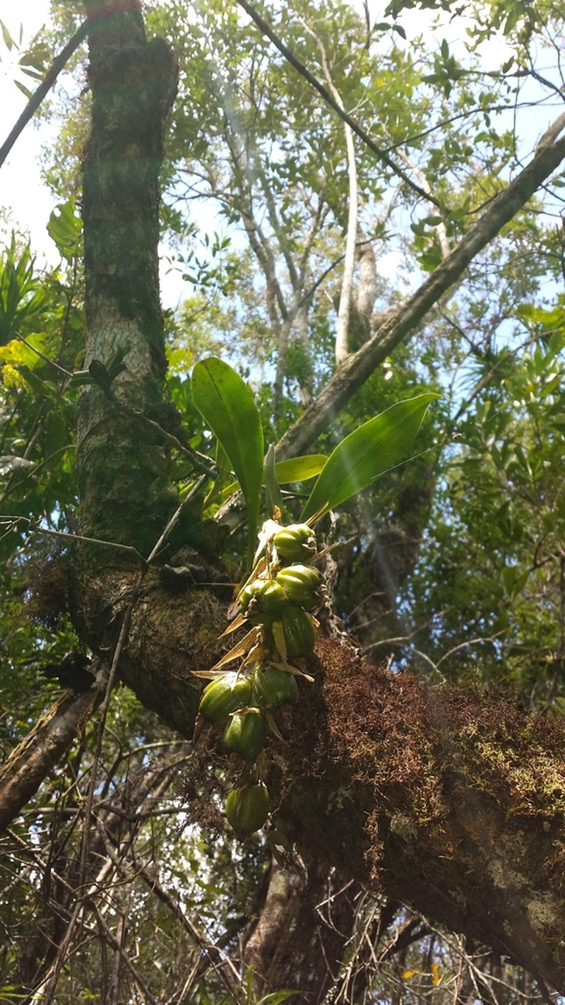 Bulbophyllum sulfureum photo 5