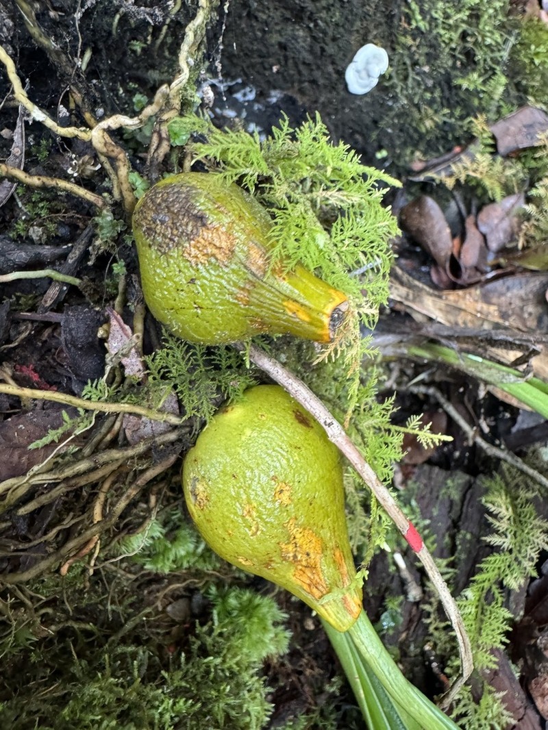 Bulbophyllum sulfureum photo 6
