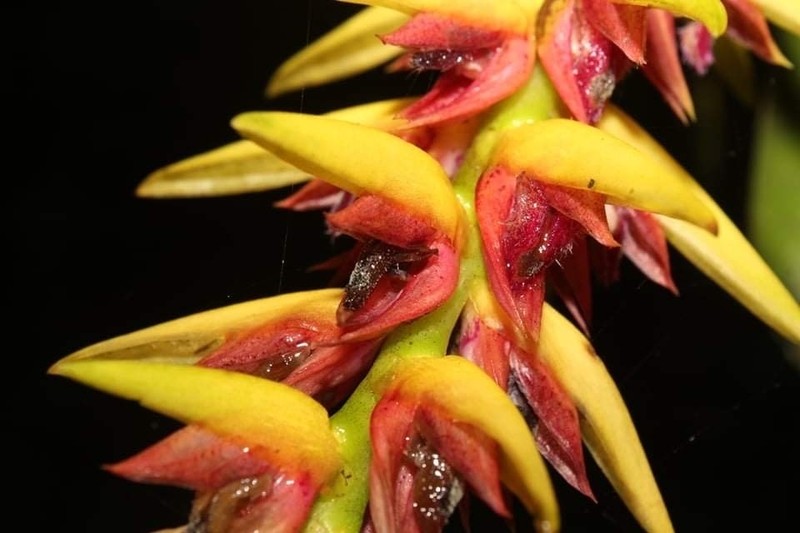 Bulbophyllum sulfureum photo 7