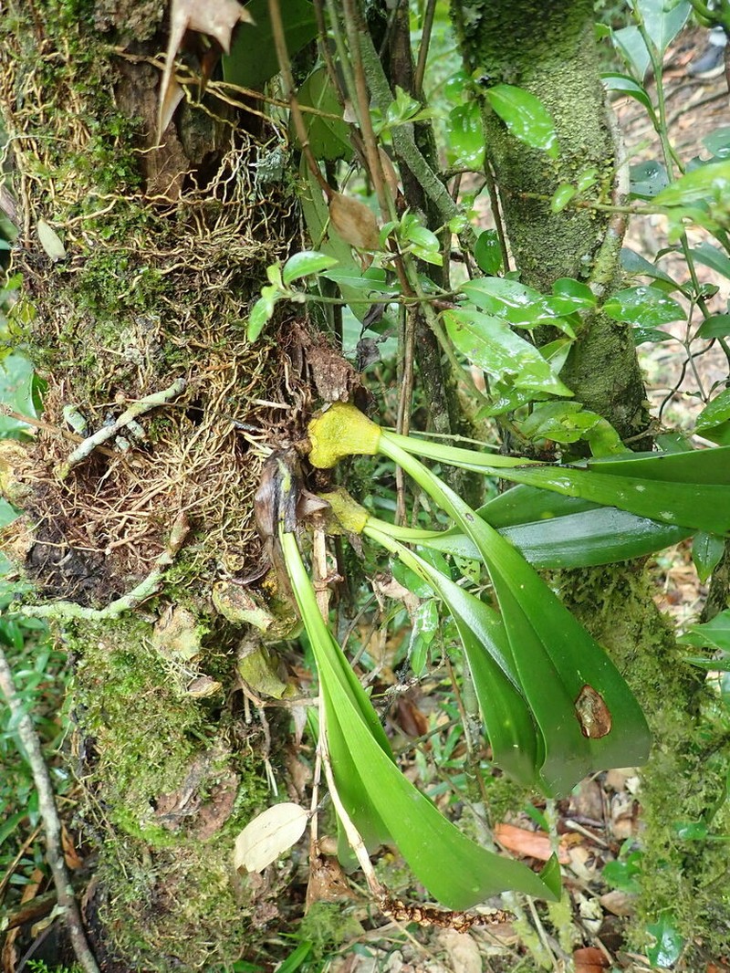 Bulbophyllum sulfureum photo 8