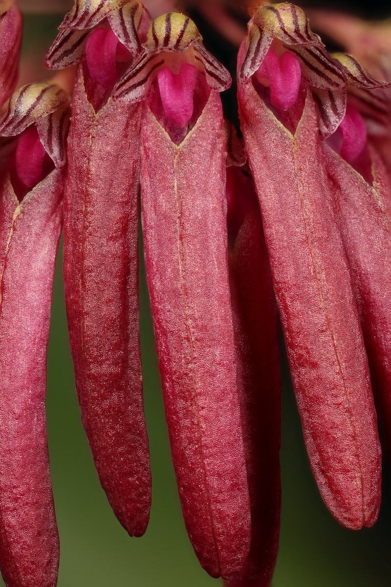 Bulbophyllum sungwookii