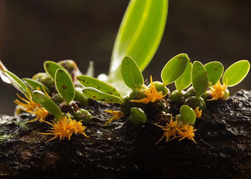 Bulbophyllum sutepense
