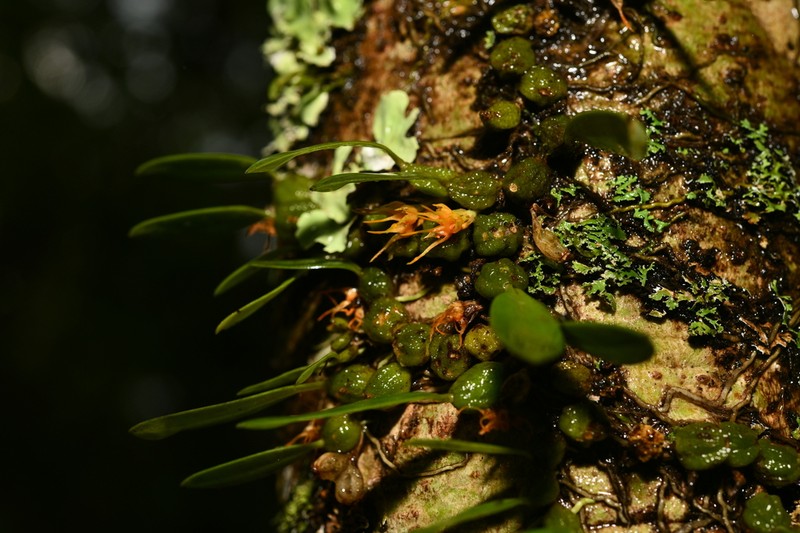 Bulbophyllum sutepense photo 2