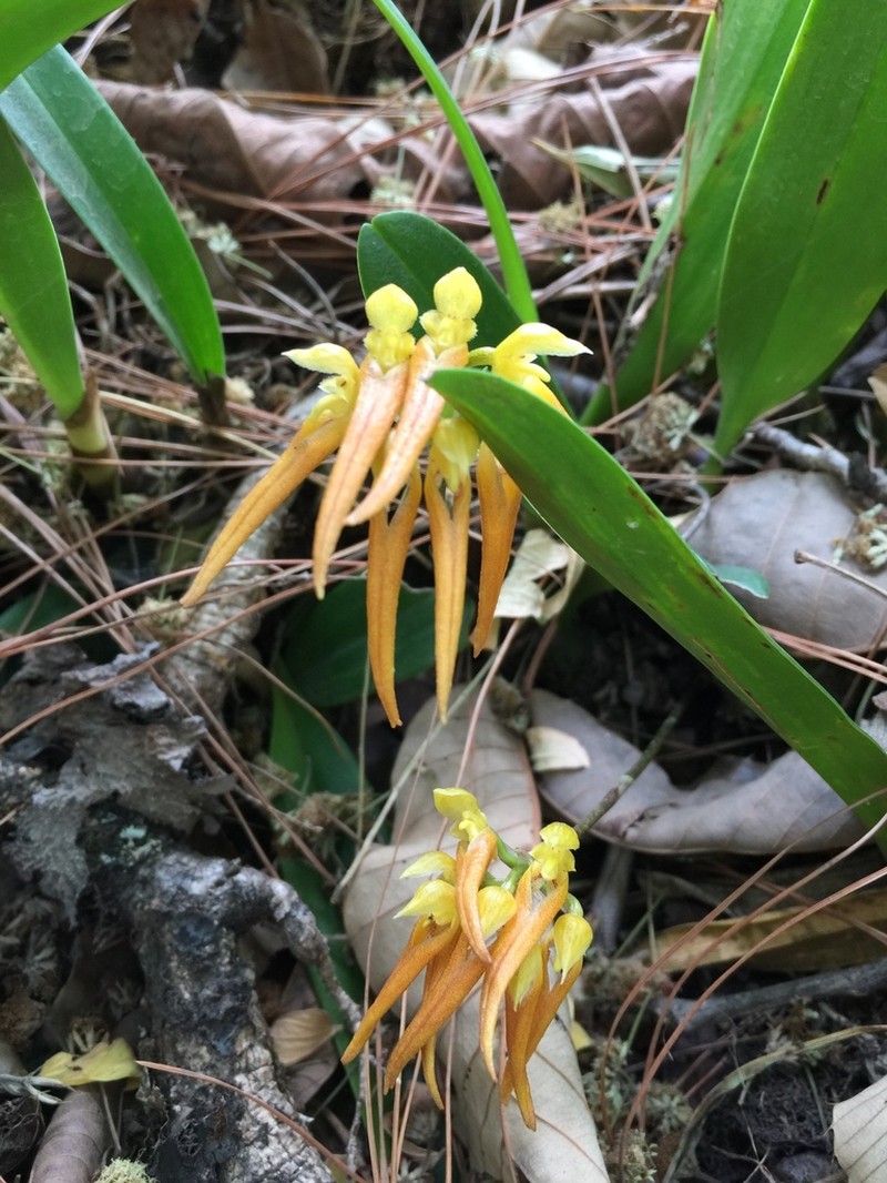 Bulbophyllum taeniophyllum