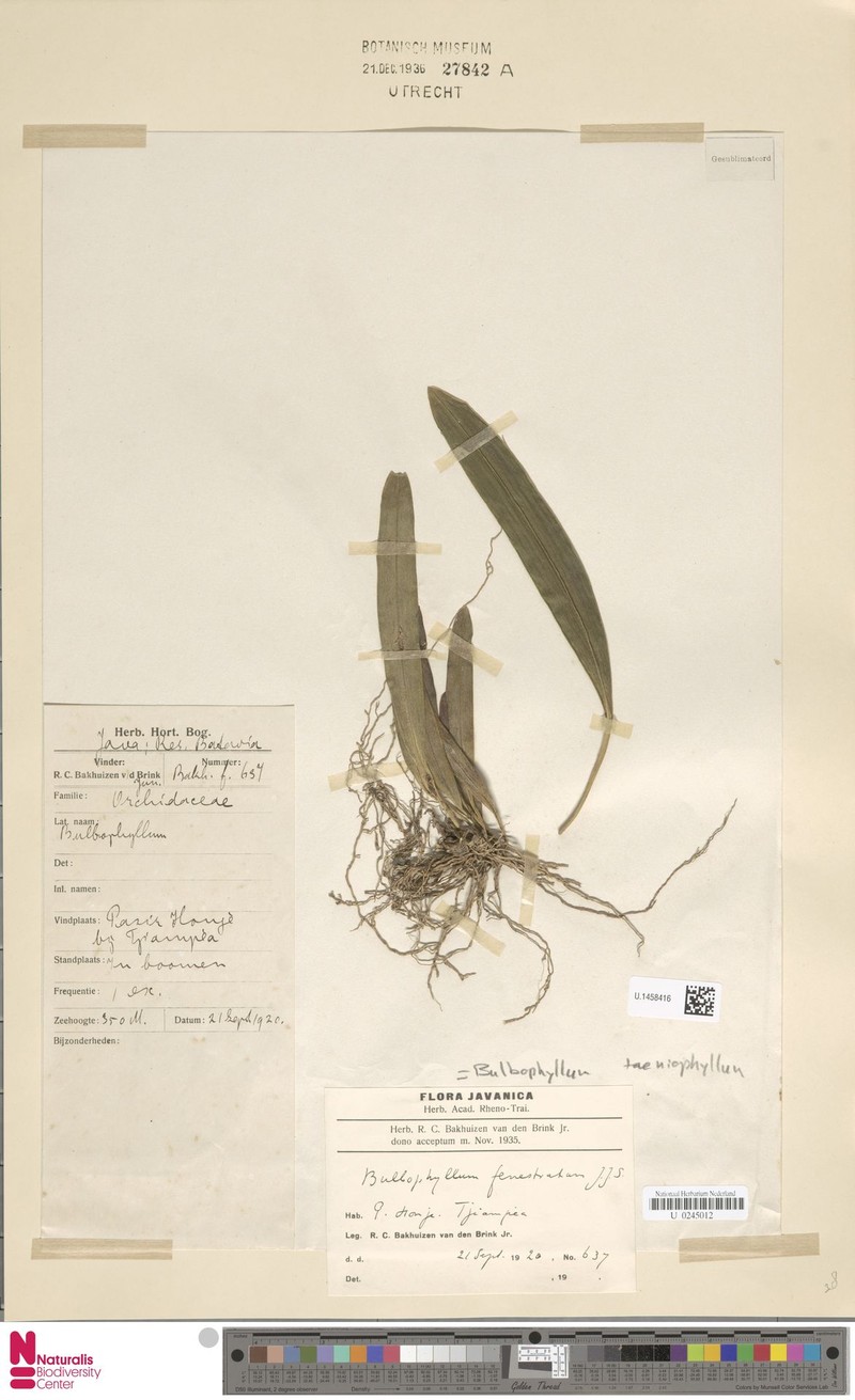 Bulbophyllum taeniophyllum photo 2