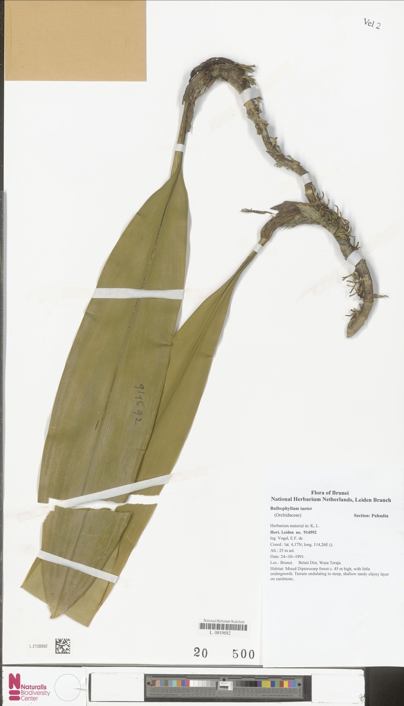 Bulbophyllum taeter