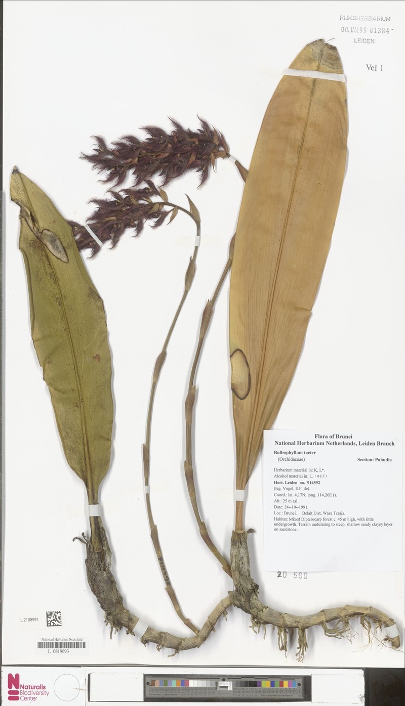 Bulbophyllum taeter photo 2
