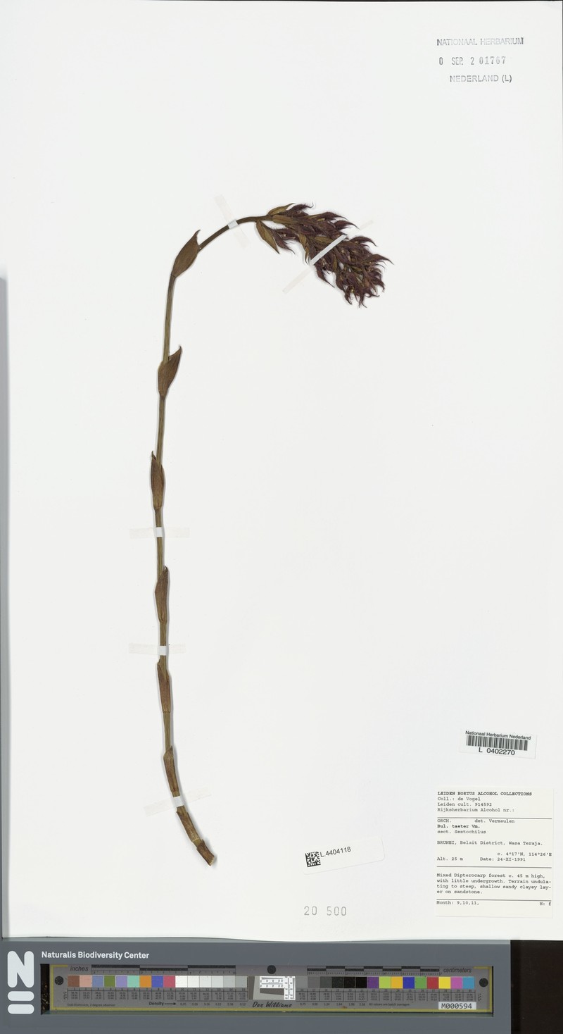 Bulbophyllum taeter photo 3