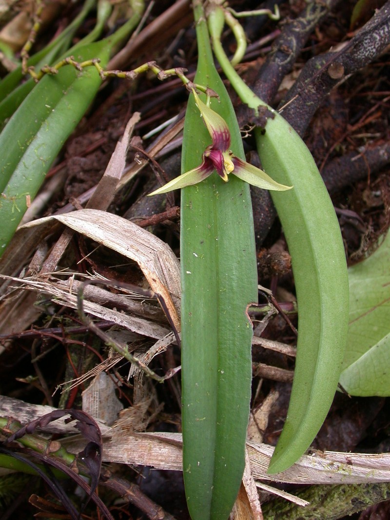 Bulbophyllum tahitense photo 2