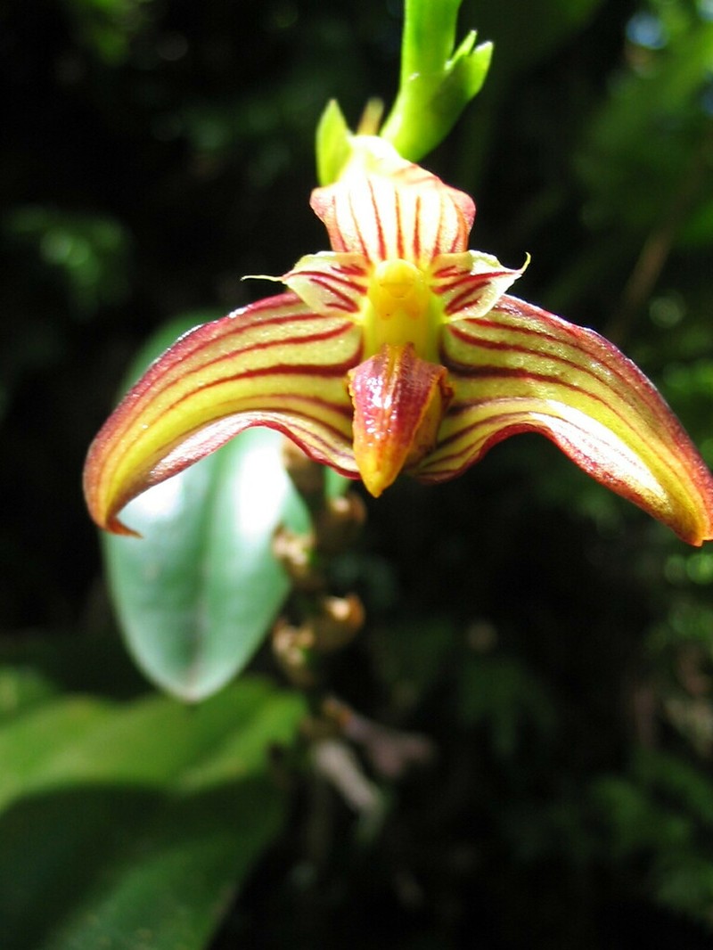 Bulbophyllum tahitense photo 3